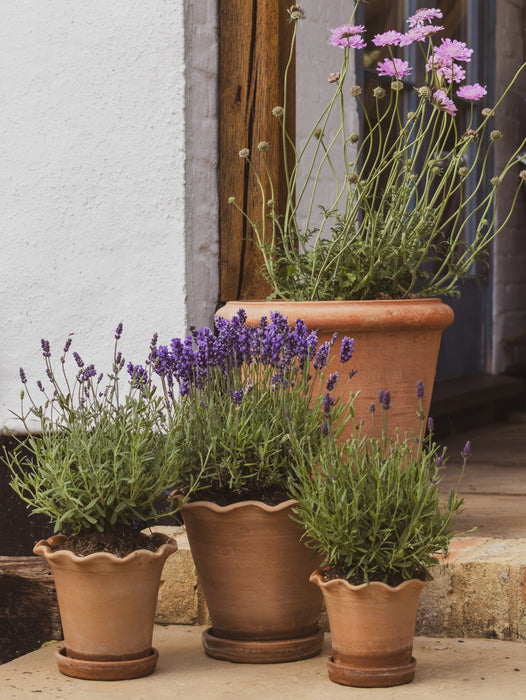 The Frilly Plant Pot Set of Three