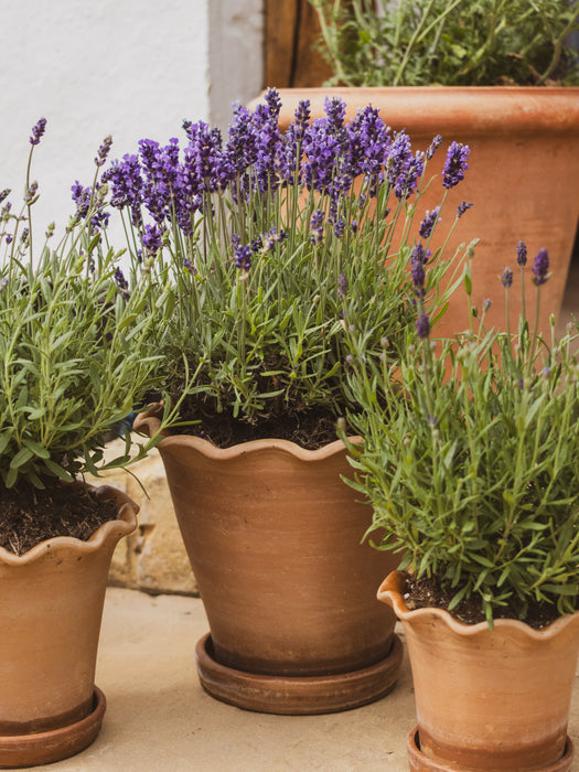 The Frilly Plant Pot Set of Three